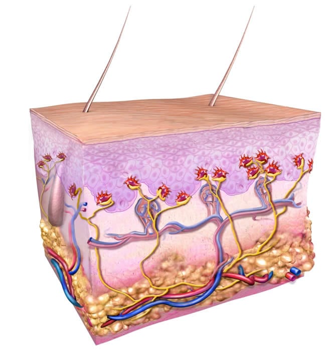 Diagram of normal Merkel cells in the skin